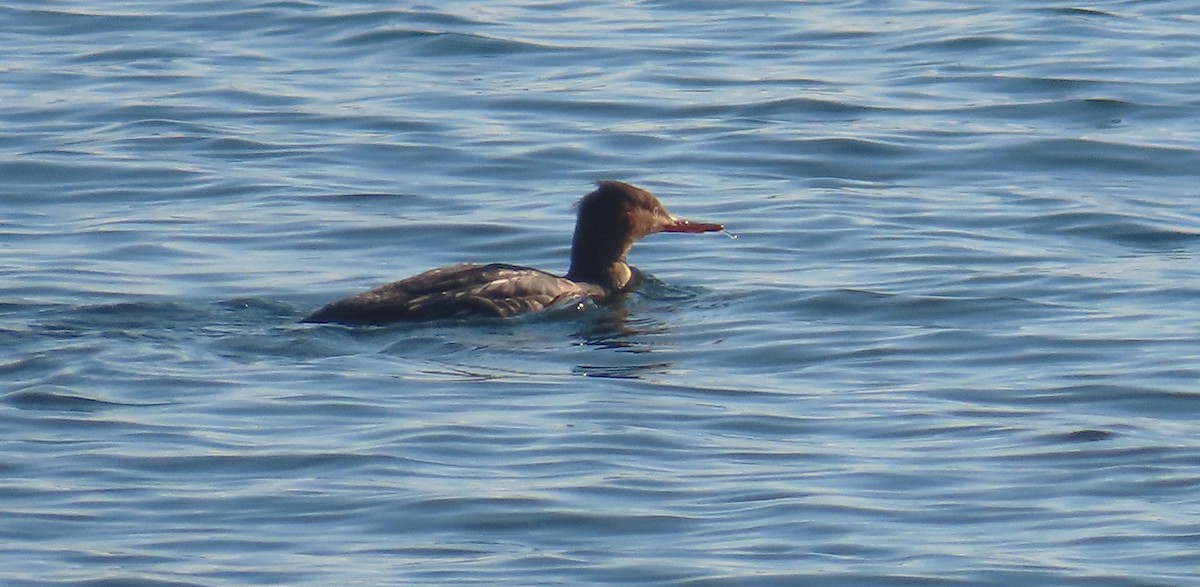 Serreta Mediana - ML646653819