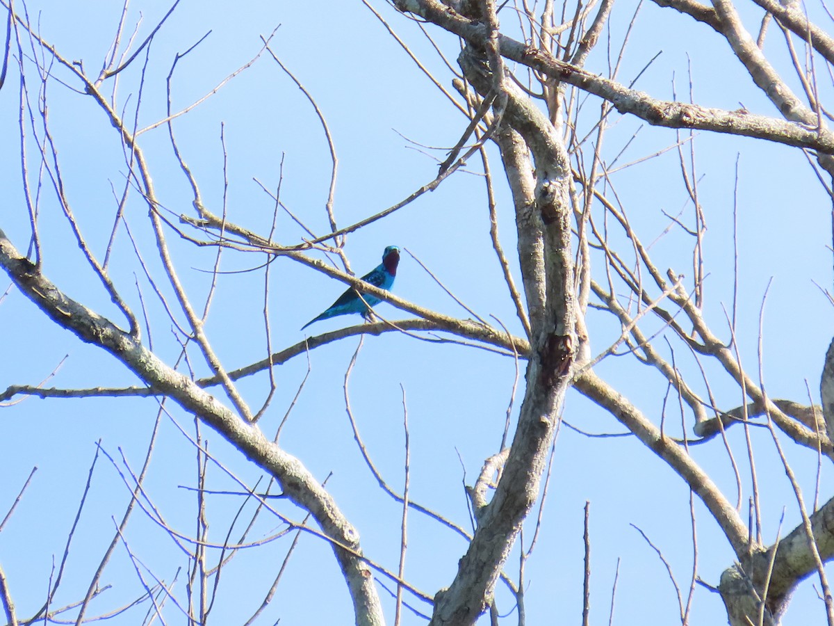 Котинга бірюзова - ML646653826