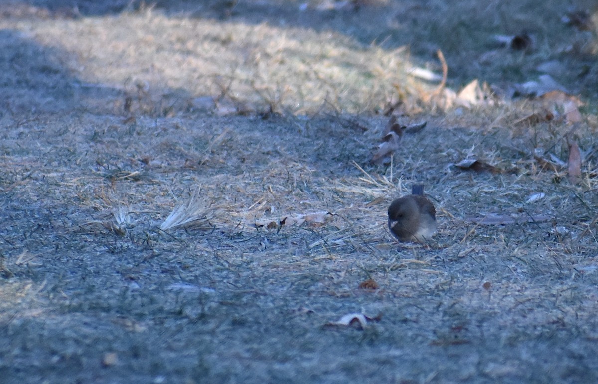 Dark-eyed Junco - ML646653829
