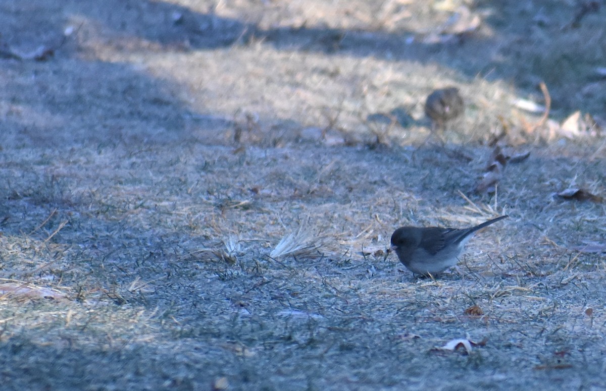 Dark-eyed Junco - ML646653830