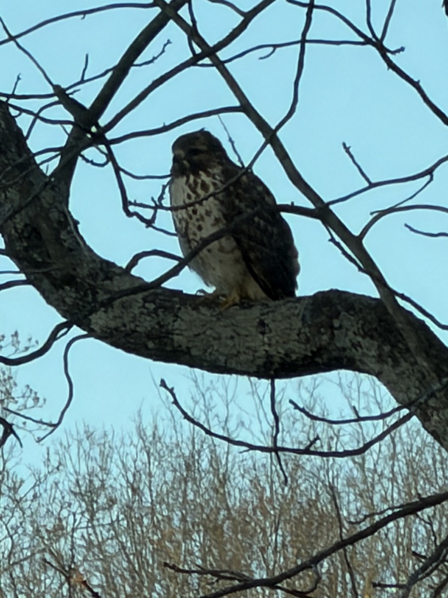 Red-shouldered Hawk - ML646653831