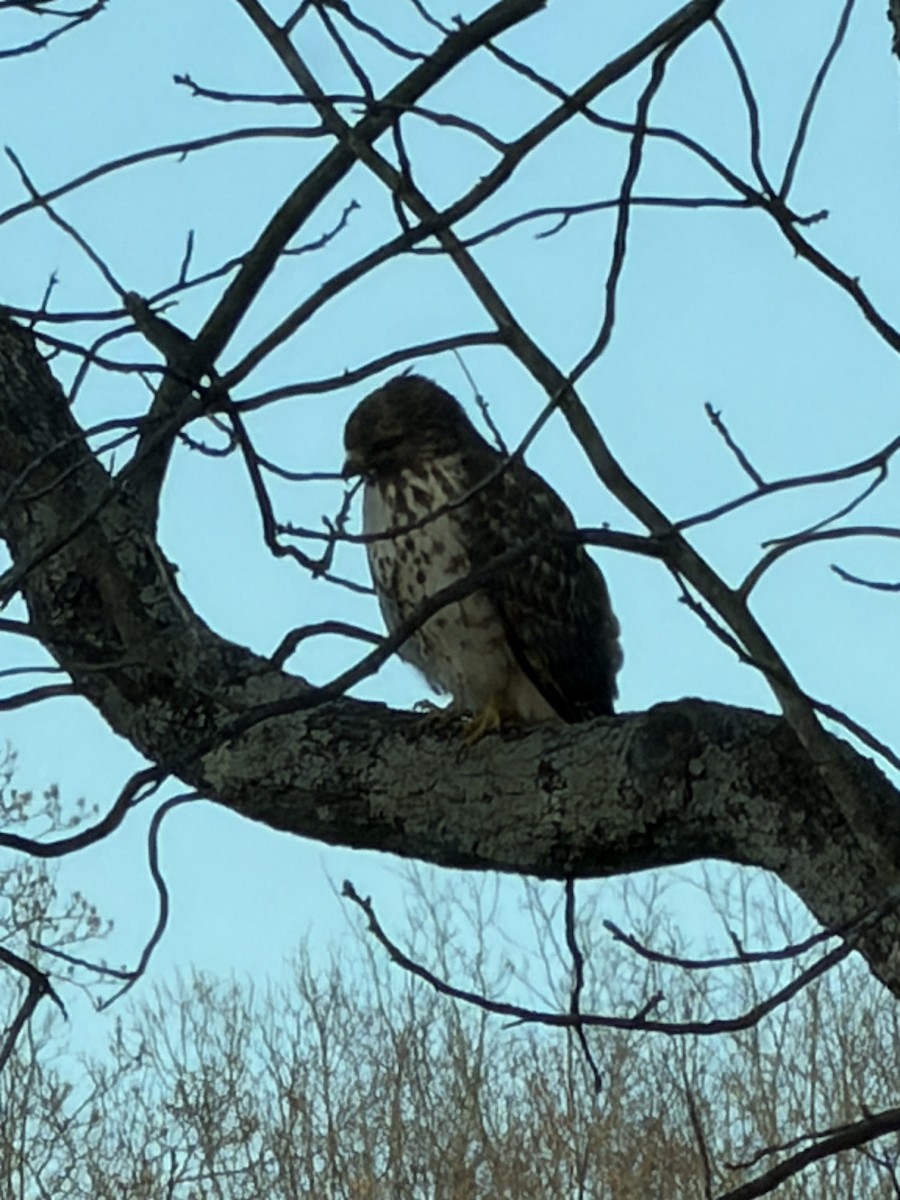 Red-shouldered Hawk - ML646653832