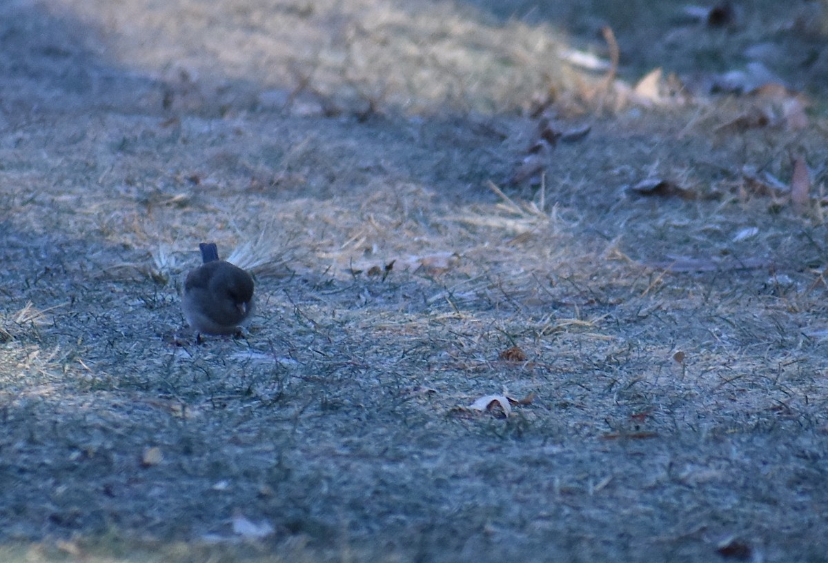 Dark-eyed Junco - ML646653836