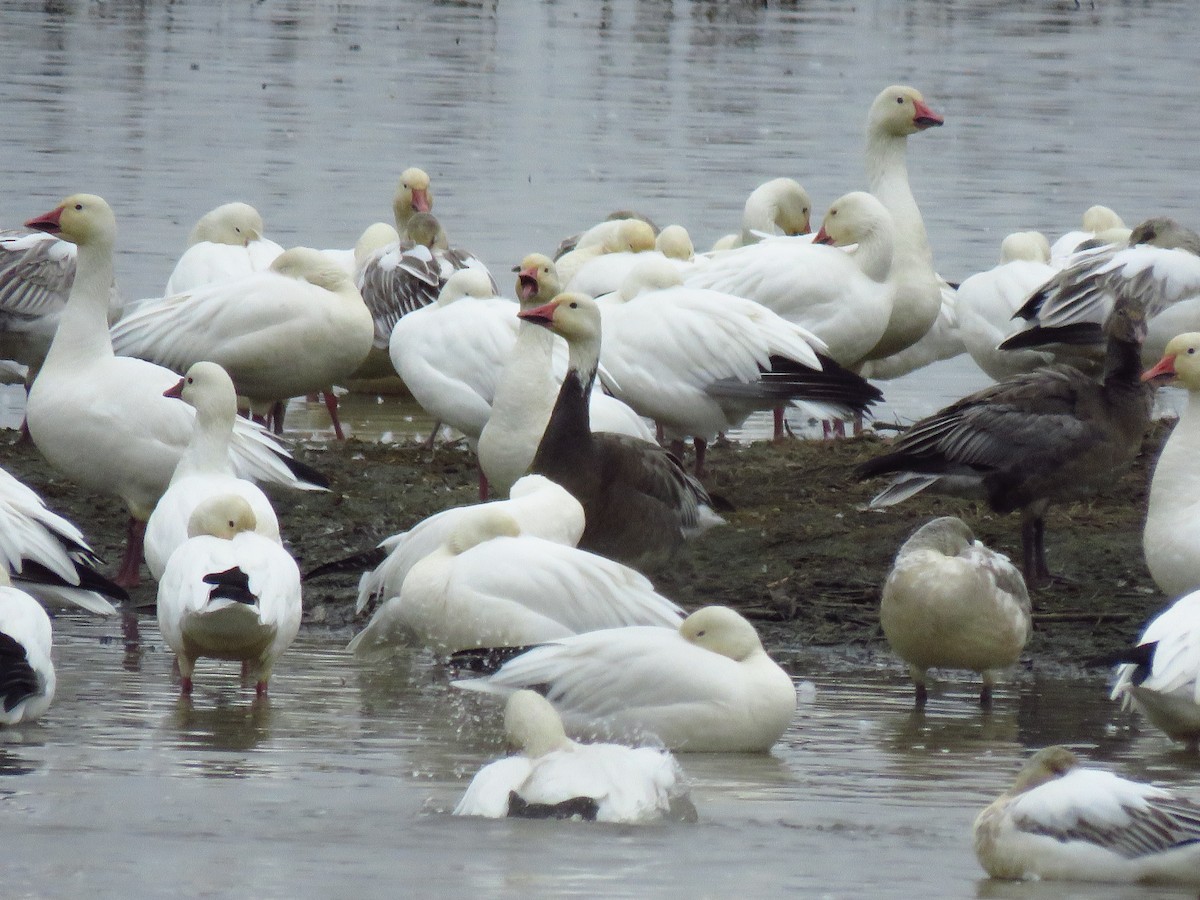 Snow Goose - ML646653837