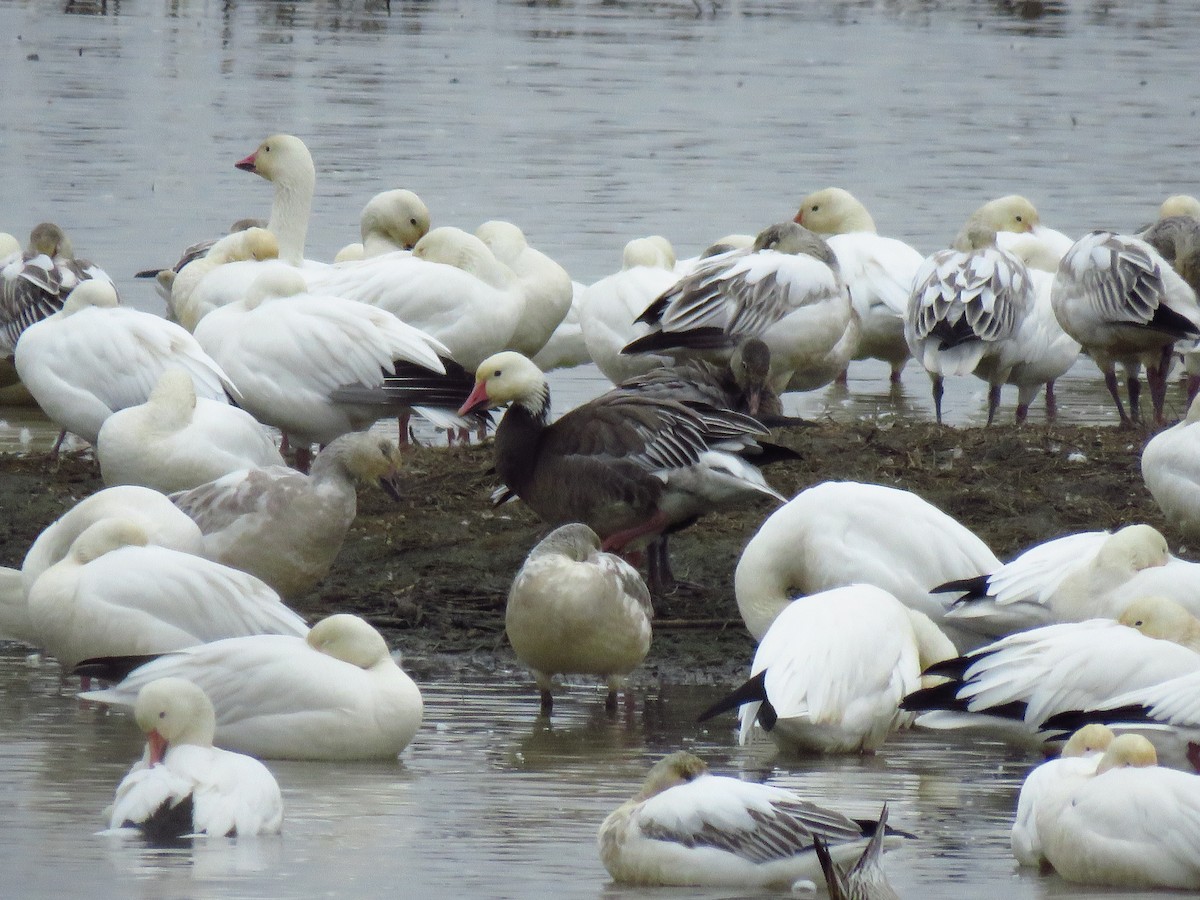 Snow Goose - ML646653838