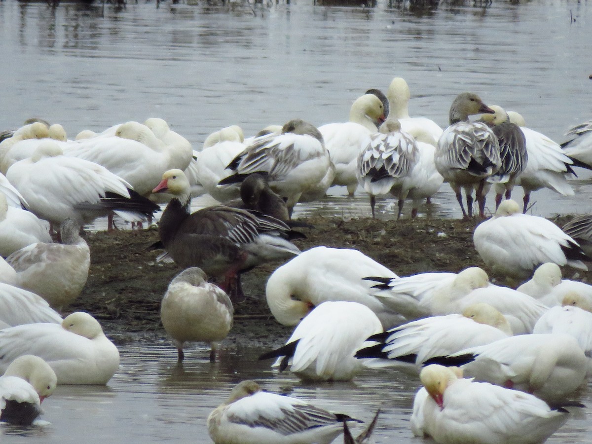 Snow Goose - ML646653839