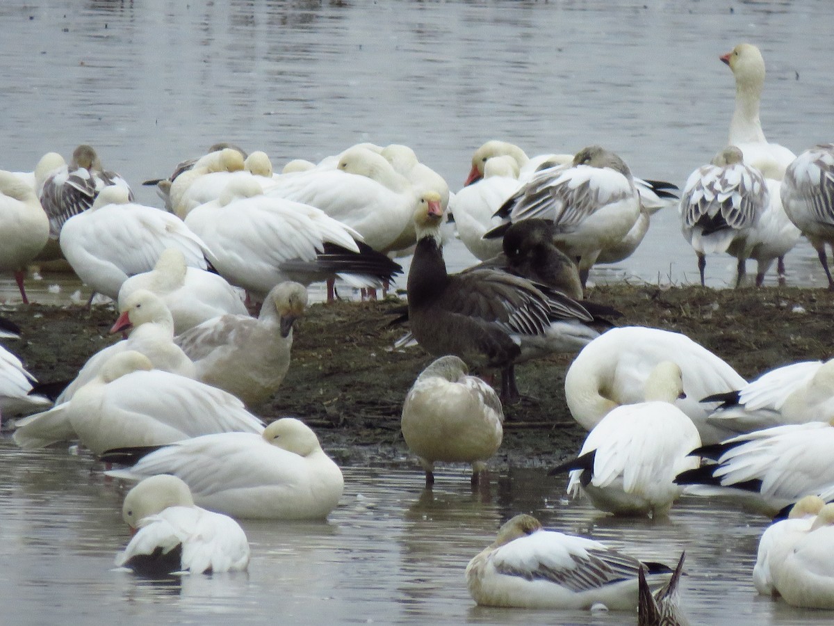 Snow Goose - ML646653840