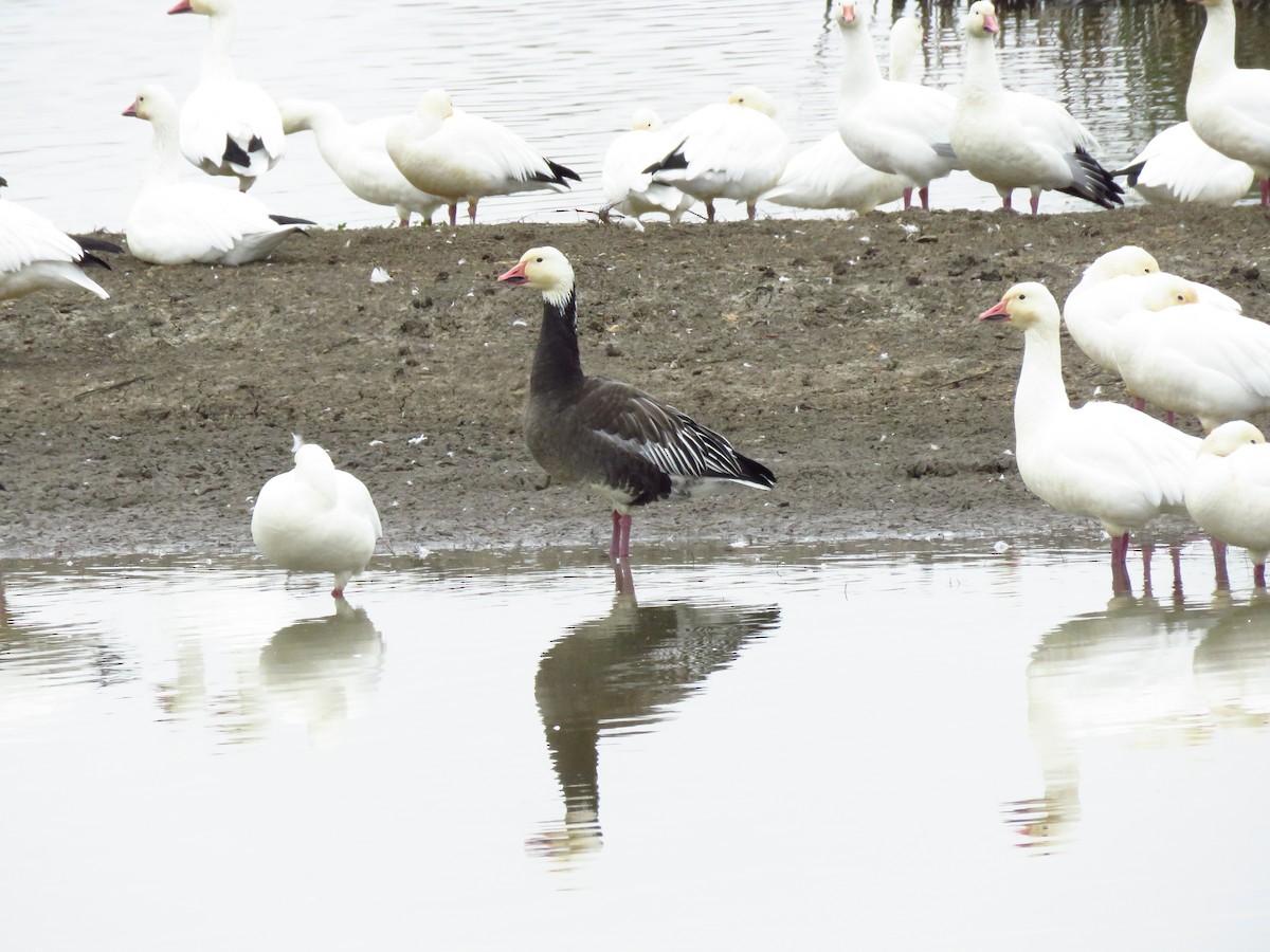Snow Goose - ML646653841