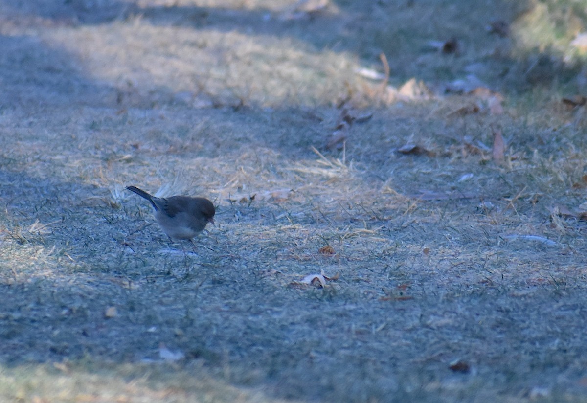 Dark-eyed Junco - ML646653844