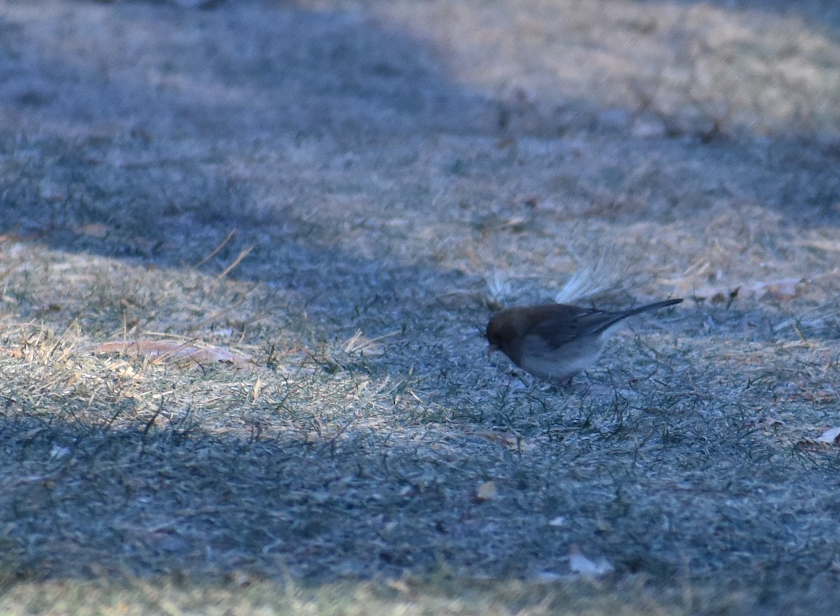 Dark-eyed Junco - ML646653845
