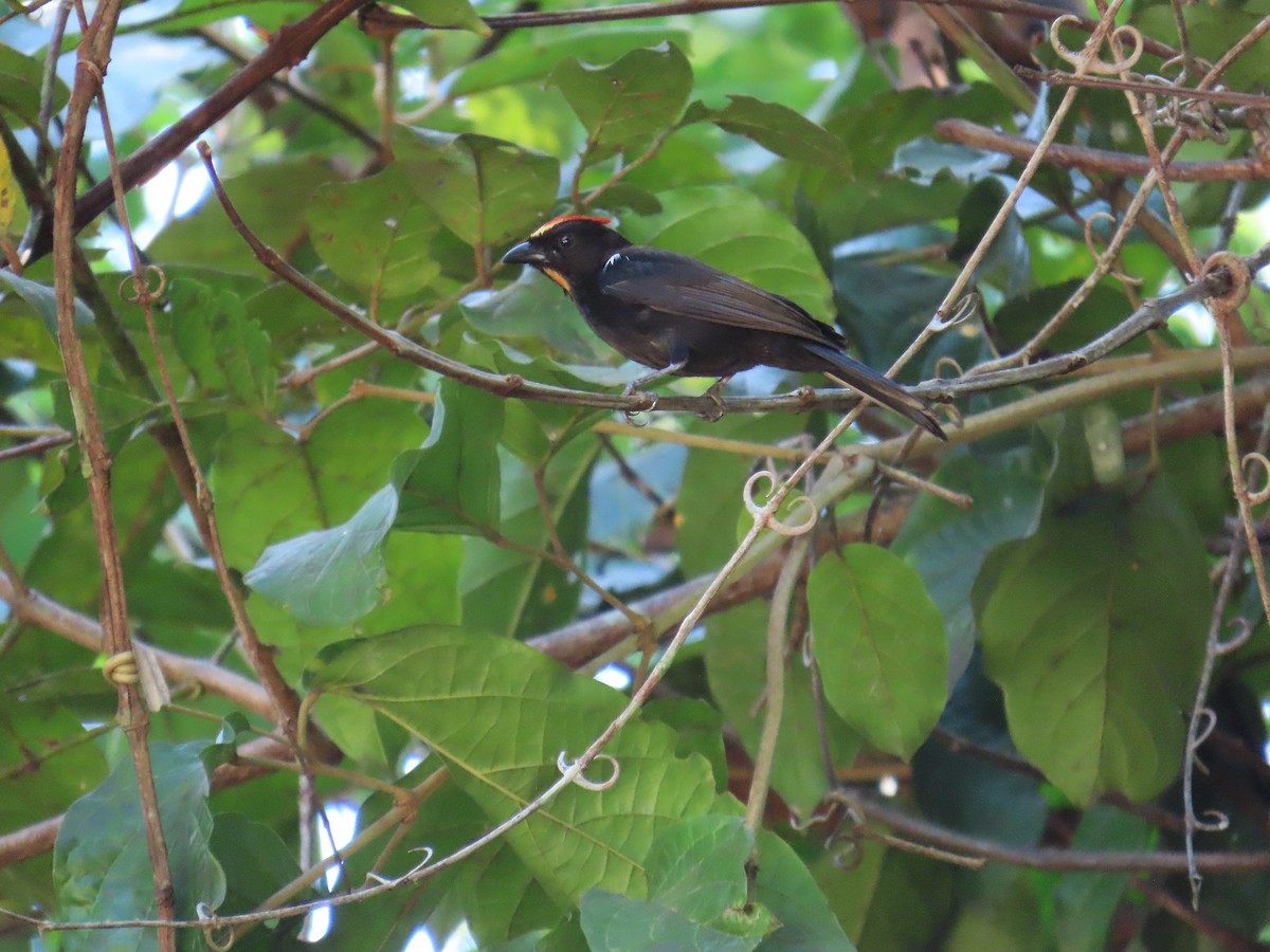 Танагра-жалібниця вогнисточуба - ML646653846