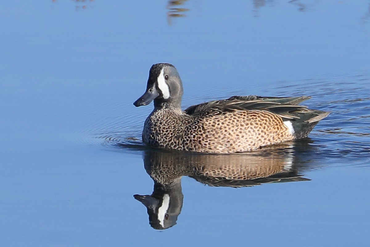 Чирянка блакитнокрила - ML646653847