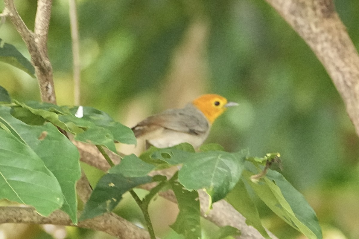 Orange-headed Tanager - ML646653850