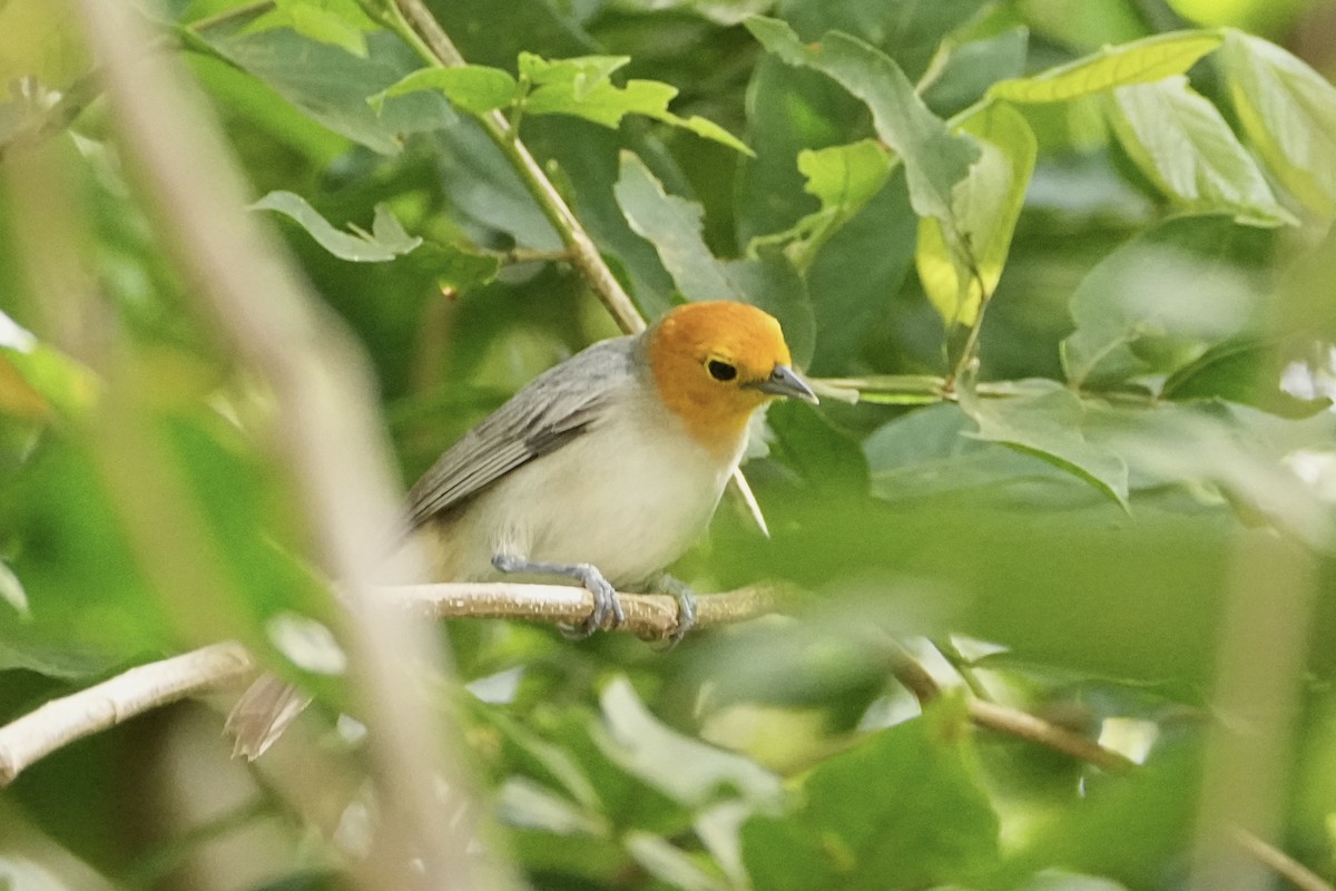 Orange-headed Tanager - ML646653851