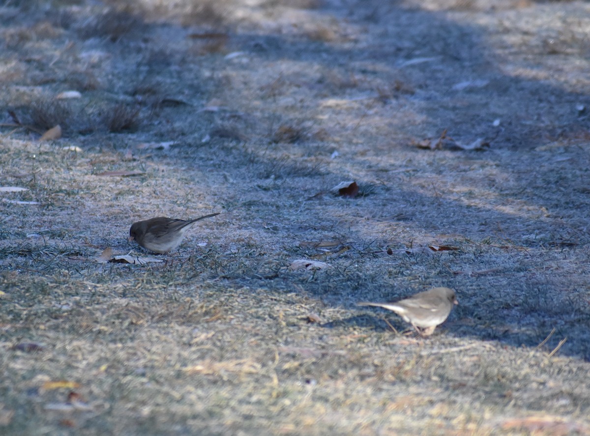 Dark-eyed Junco - ML646653852