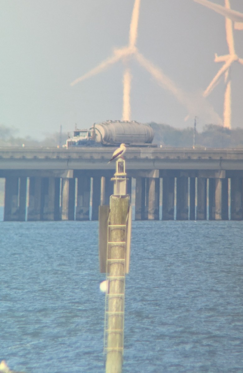 Red-footed Booby - ML646653854