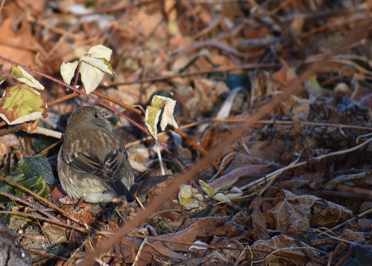 Dark-eyed Junco - ML646653855