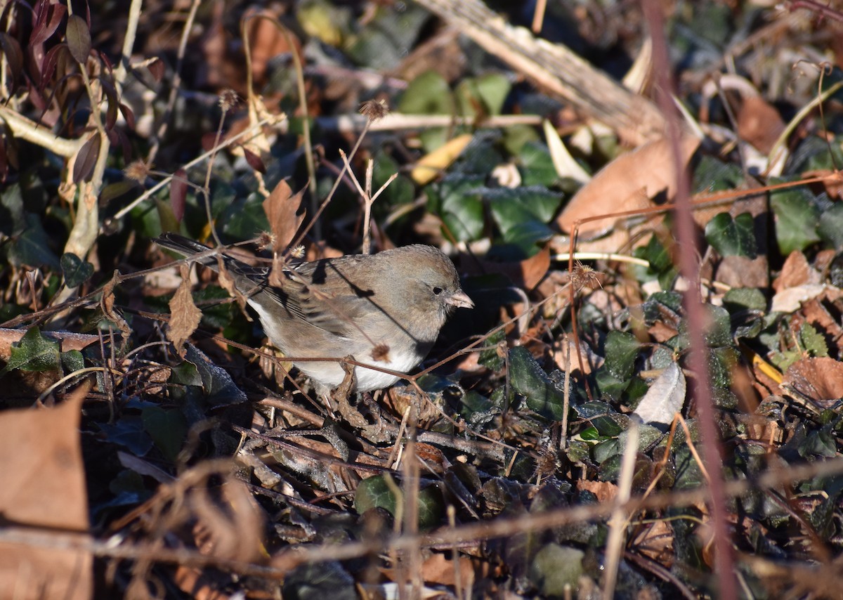 Dark-eyed Junco - ML646653856
