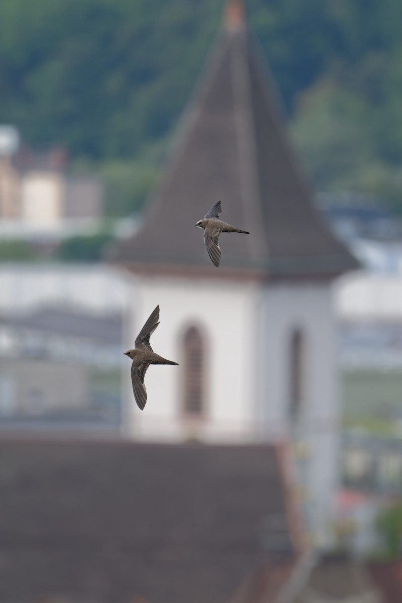 Malkar-sorbeltza - ML646653857