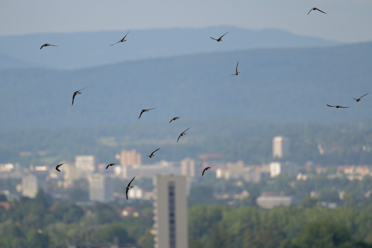 Malkar-sorbeltza - ML646653858