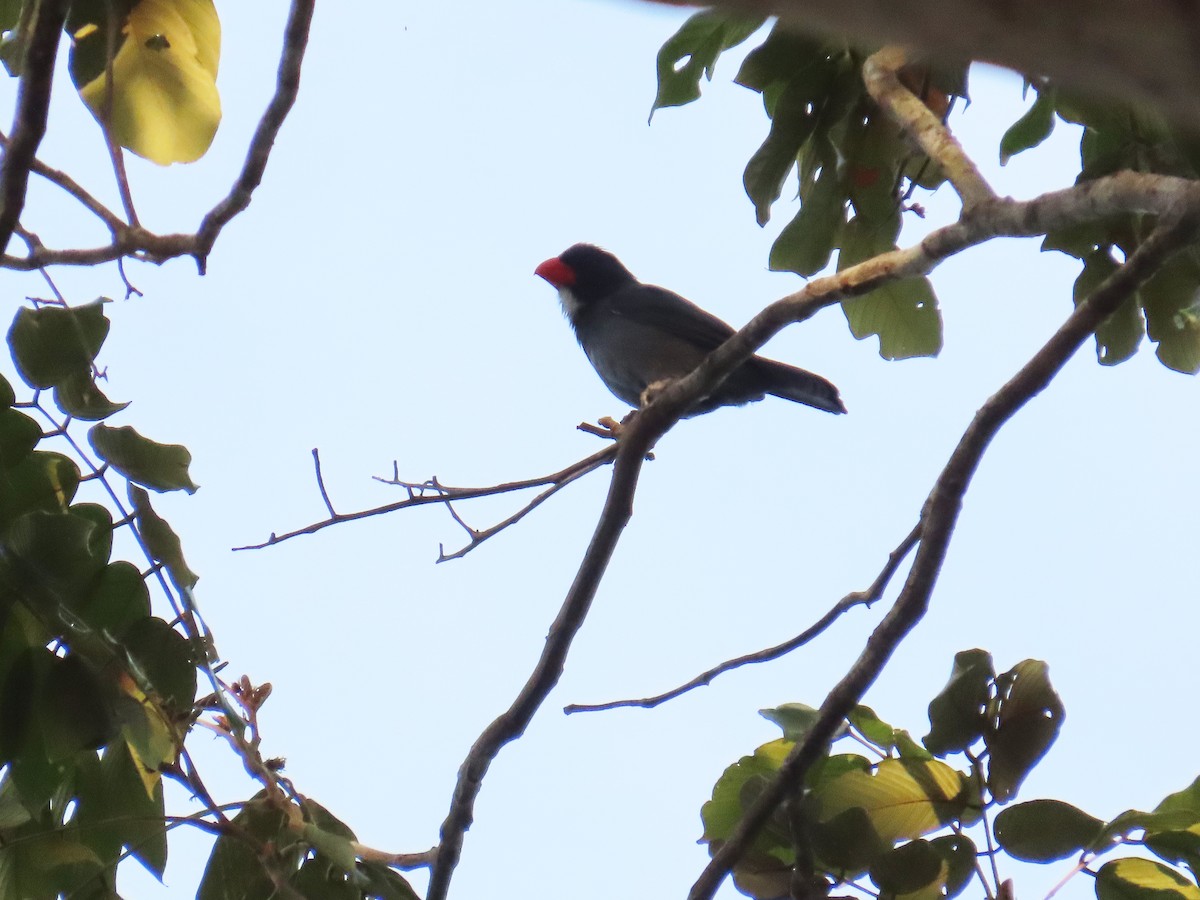 Зернолуск білогорлий - ML646653859