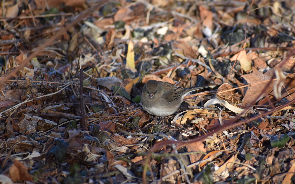 Dark-eyed Junco - ML646653860