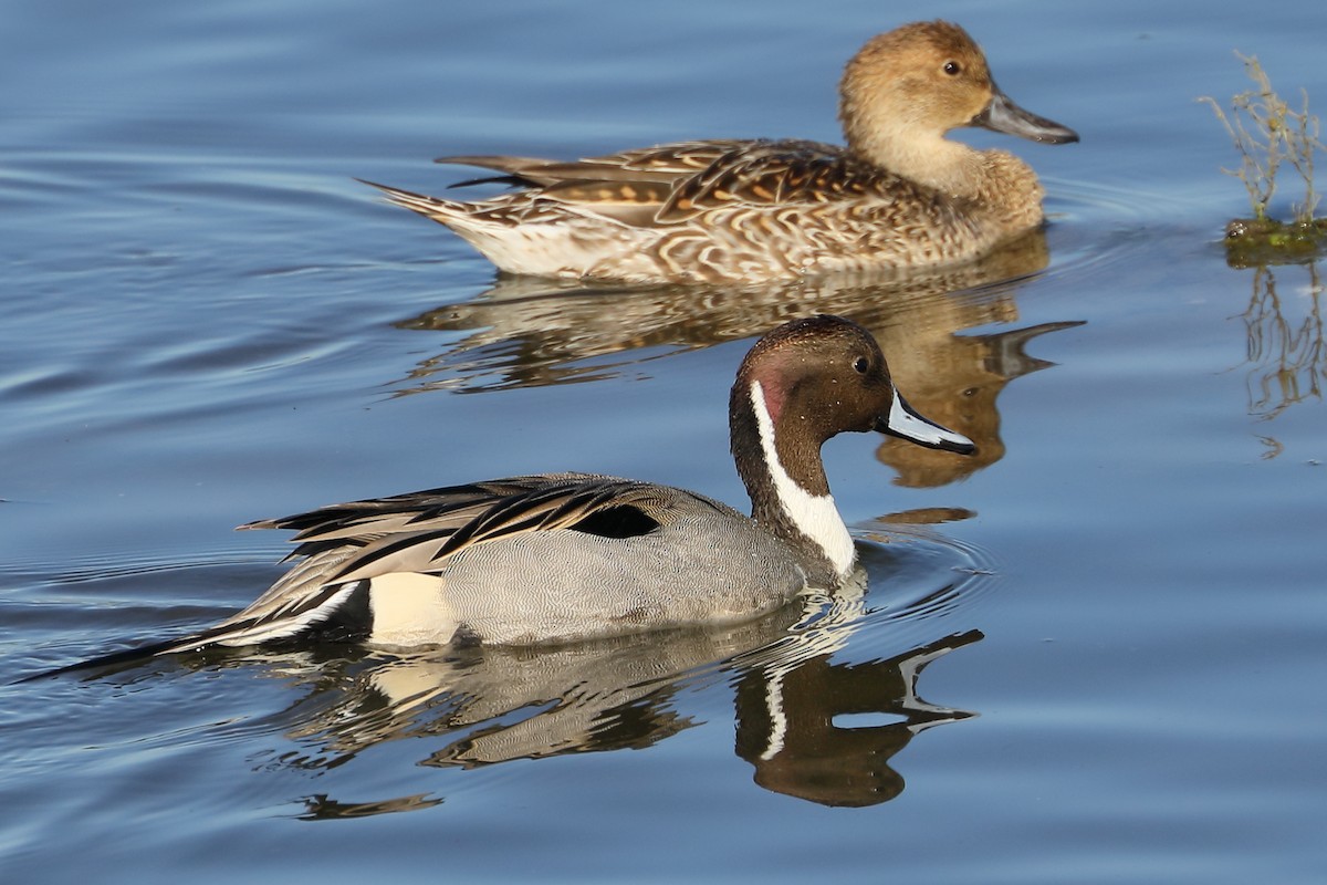 Шилохвіст північний - ML646653862