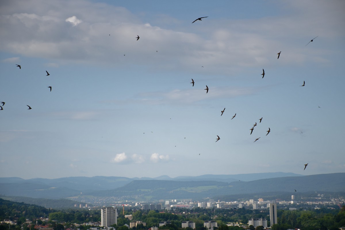 Malkar-sorbeltza - ML646653863