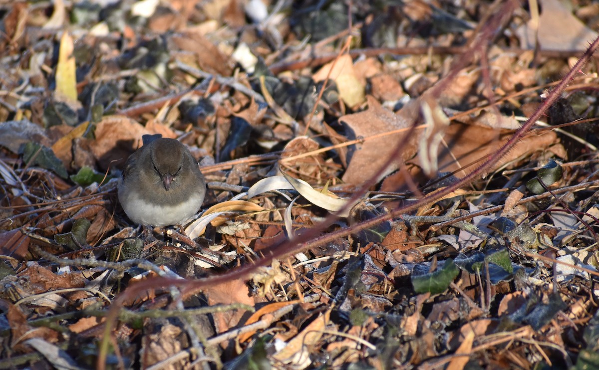 Dark-eyed Junco - ML646653867