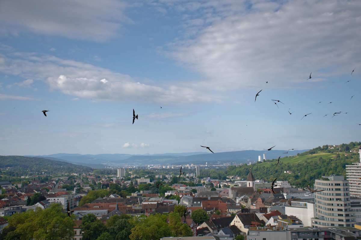 Malkar-sorbeltza - ML646653868