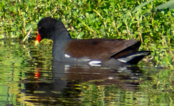 Amerika Sutavuğu - ML646653869