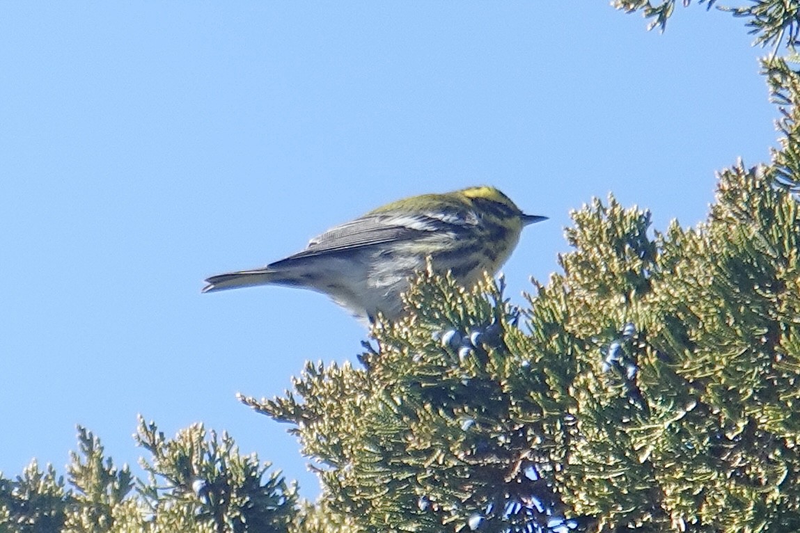Townsend's Warbler - ML646653870