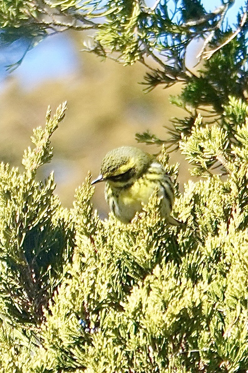 Townsend's Warbler - ML646653871