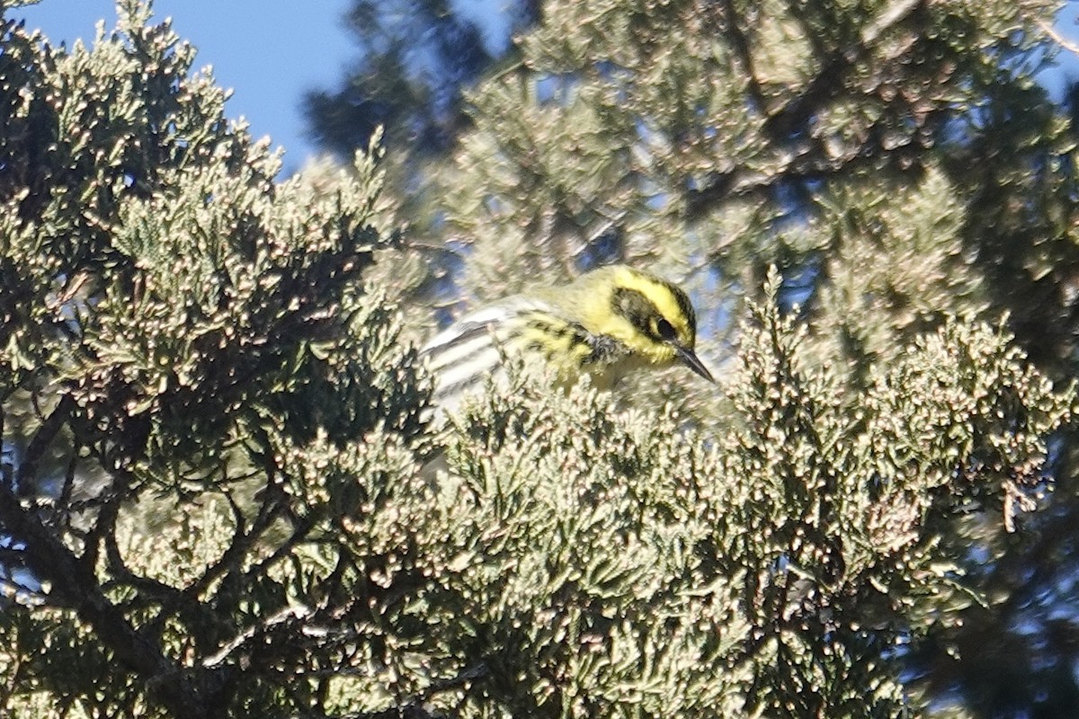 Townsend's Warbler - ML646653872