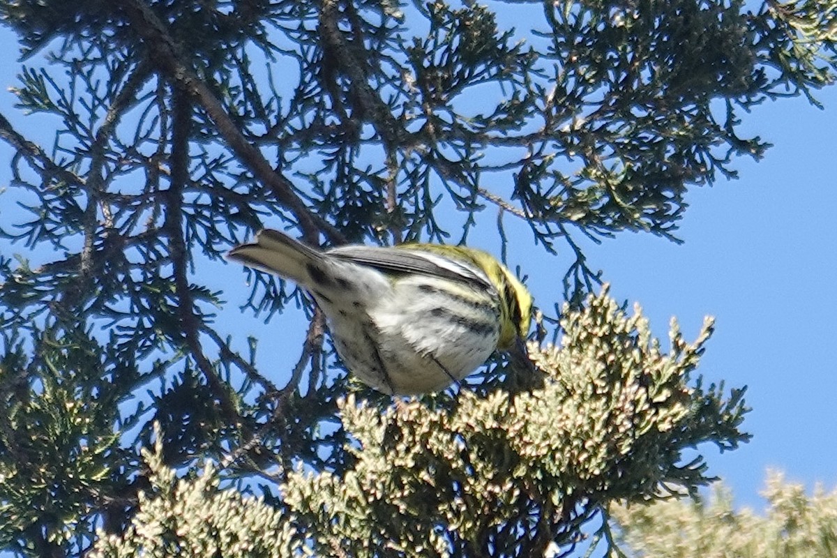 Townsend's Warbler - ML646653873