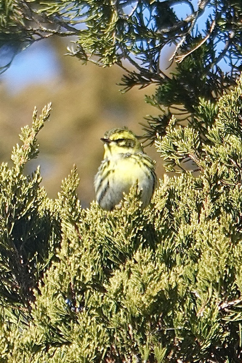 Townsend's Warbler - ML646653874