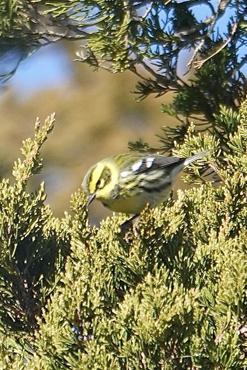 Townsend's Warbler - ML646653875