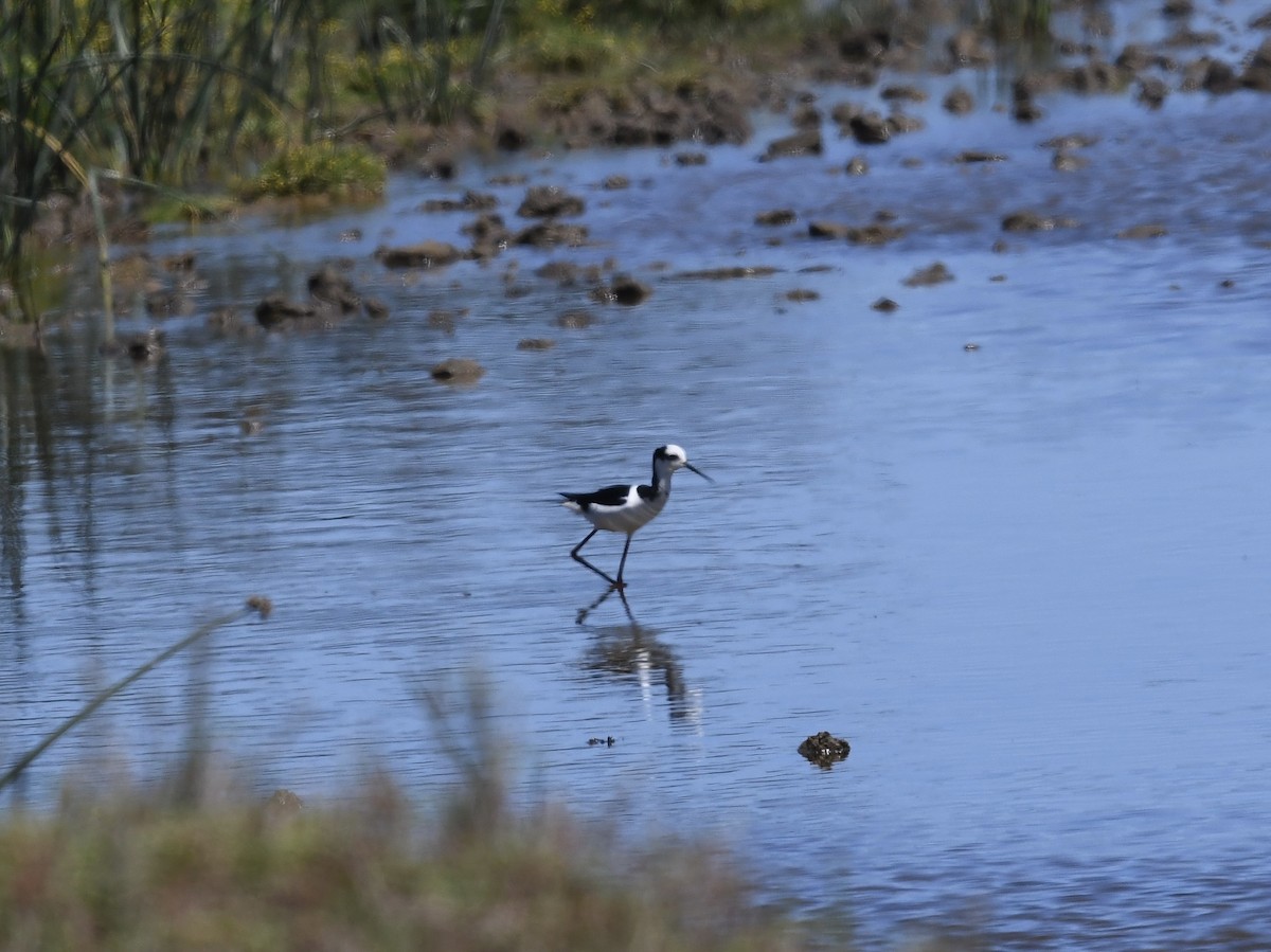 Black-necked Stilt - ML646653878