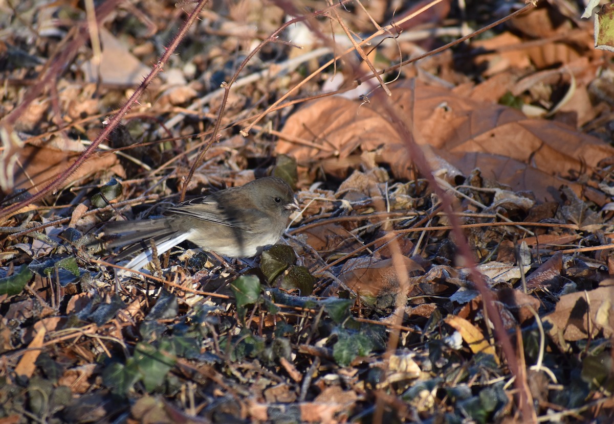 Dark-eyed Junco - ML646653879