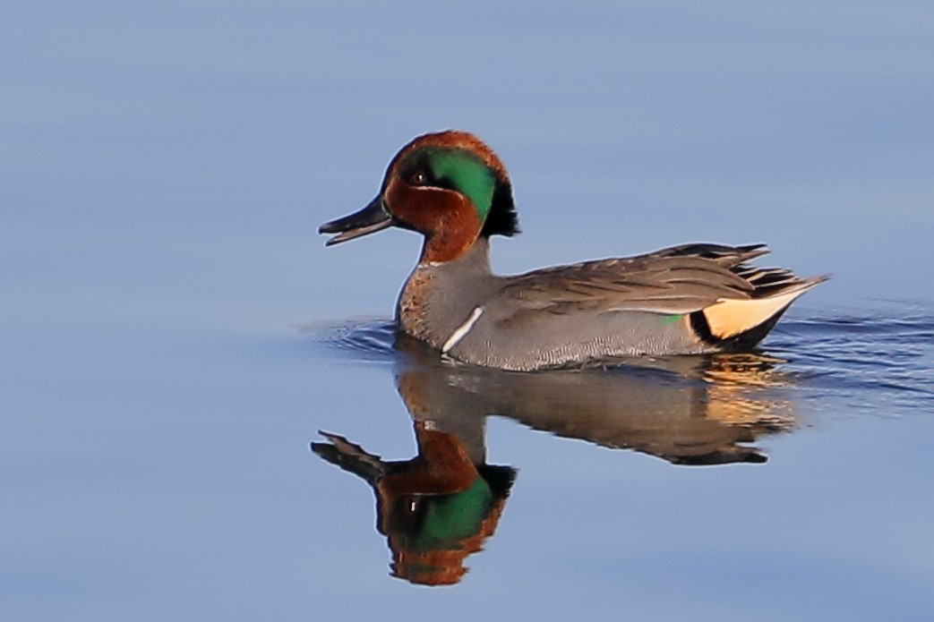 Чирянка мала - ML646653882