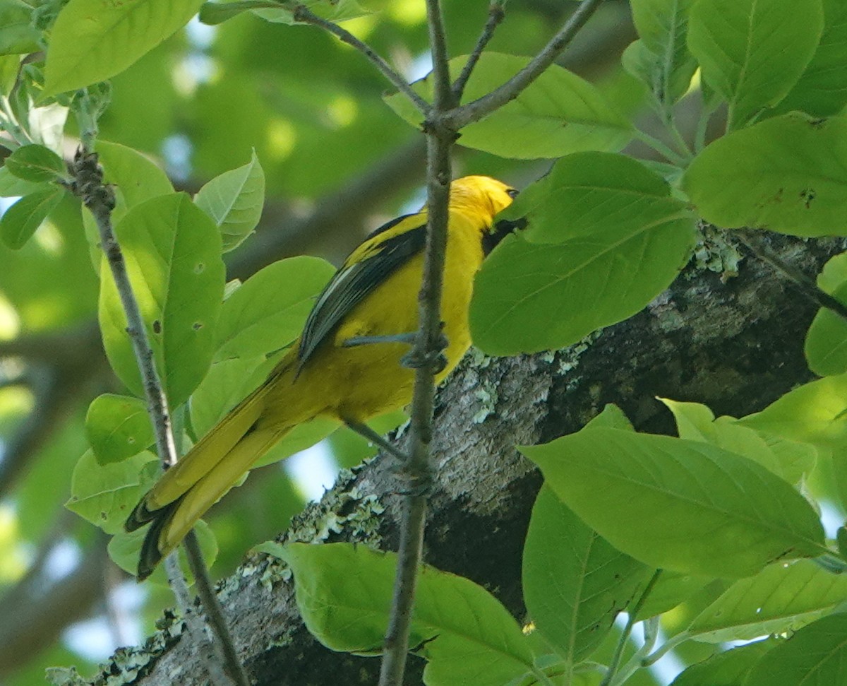 Yellow-tailed Oriole - ML646653883