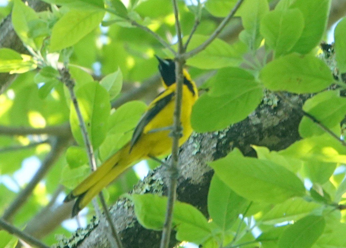 Yellow-tailed Oriole - ML646653884