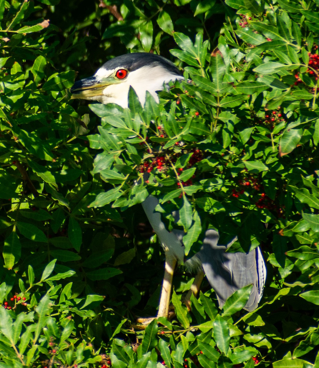 Gece Balıkçılı - ML646653885