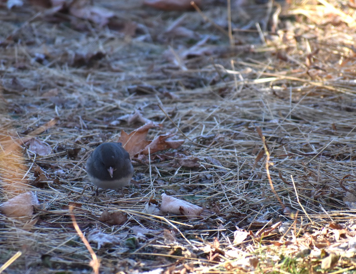Dark-eyed Junco - ML646653886