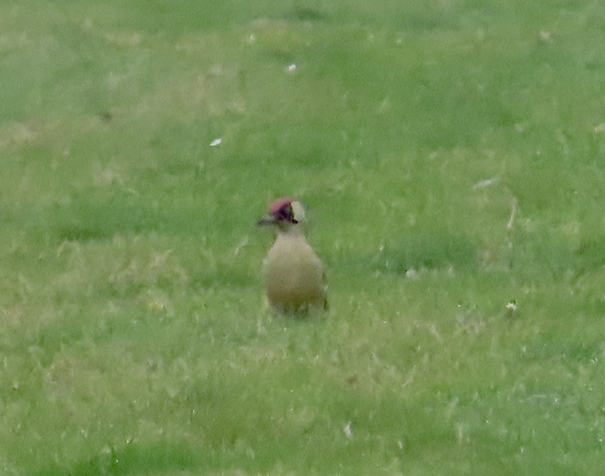 Eurasian Green Woodpecker - ML646653887