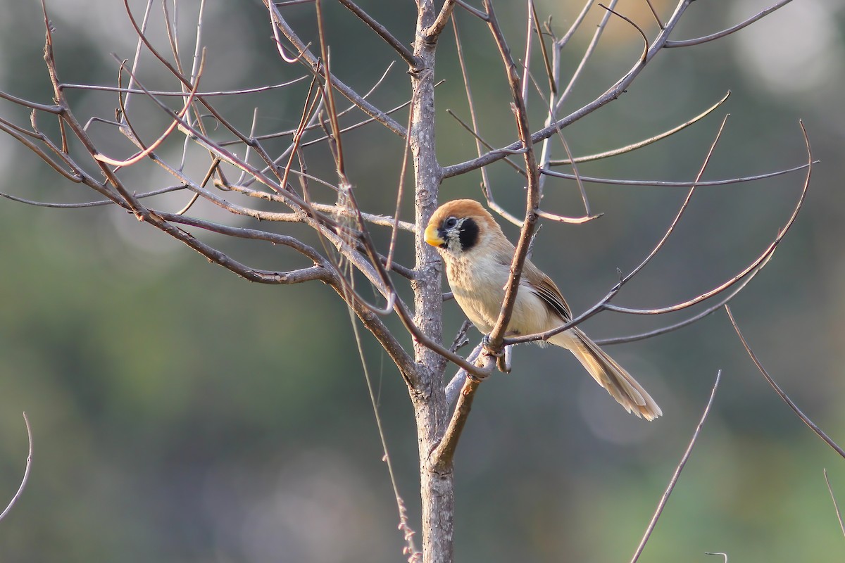 Spot-breasted Parrotbill - ML646653888