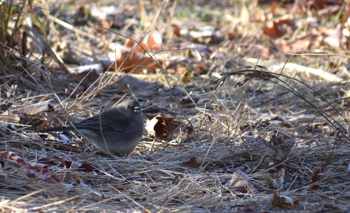 Dark-eyed Junco - ML646653889