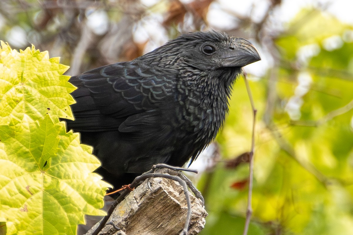 Groove-billed Ani - ML646653890