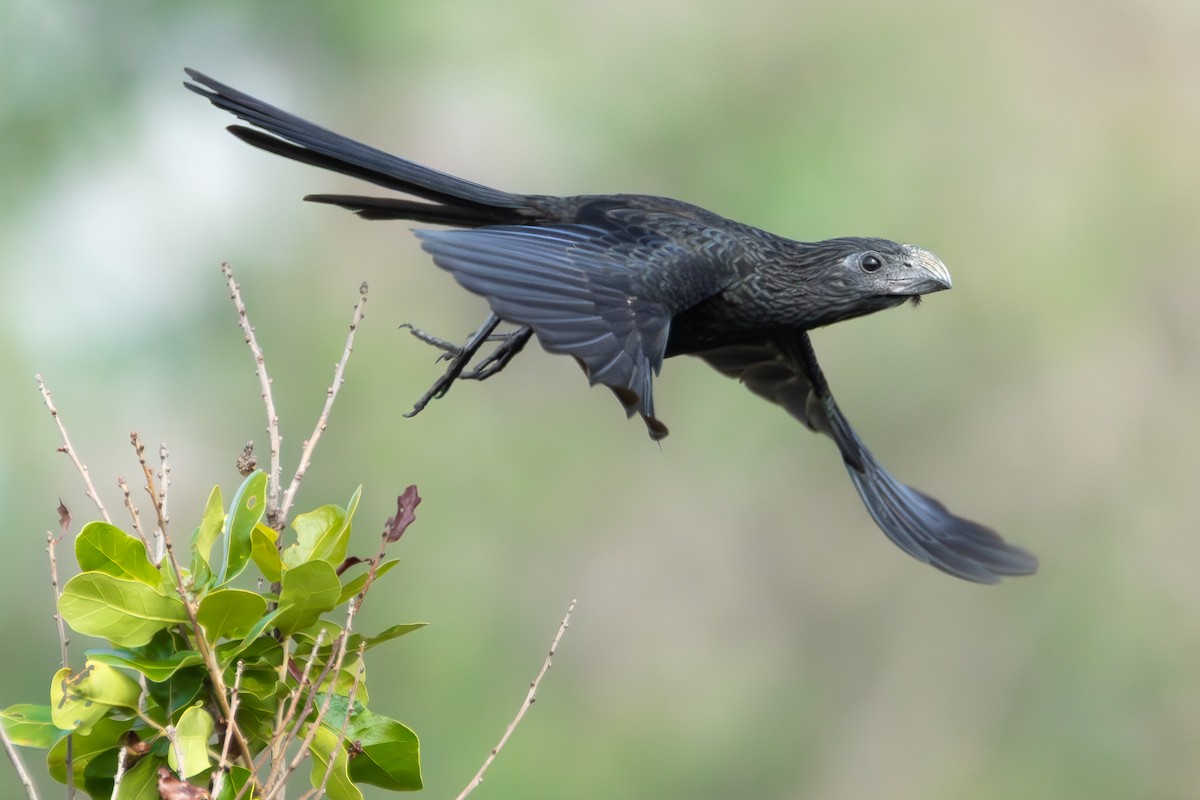 Groove-billed Ani - ML646653891