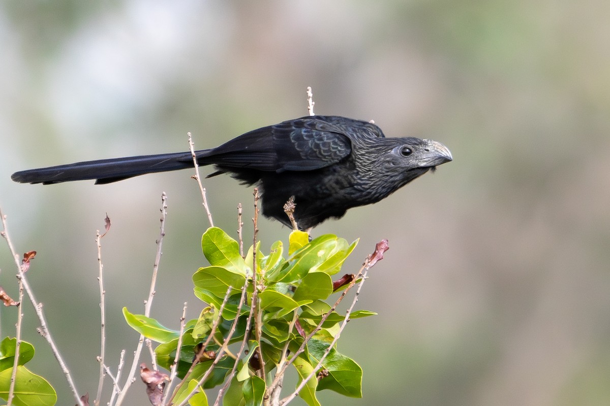 Groove-billed Ani - ML646653892